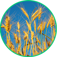 oat-straw.png