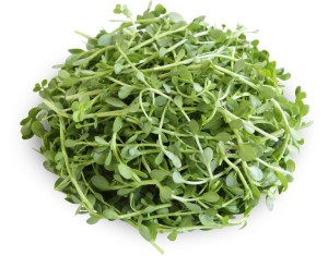 Bacopa Monnieri 150 mg