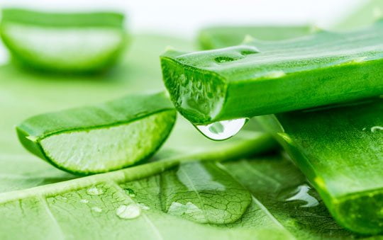 aloe-vera-featured