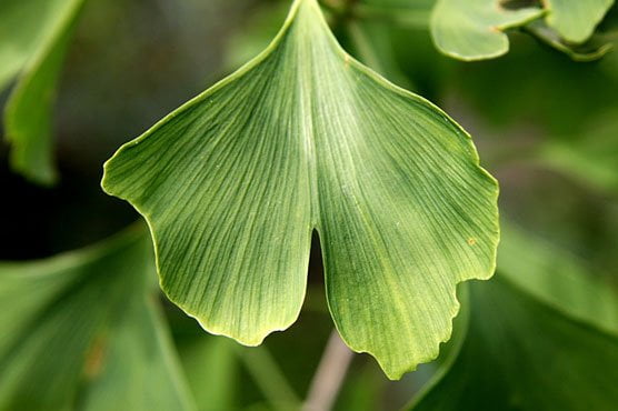 ginkgo-biloba-featured