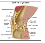 Bones, joints and cartilage growth