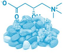 L-CARNITINE FUMARATE