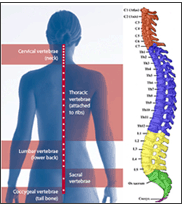 vertebral column