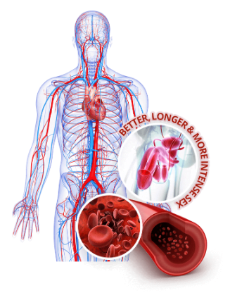 How MagnaRX+ works for Improved and Hard Erections