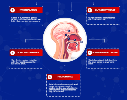 How Nexus Pheromones Work