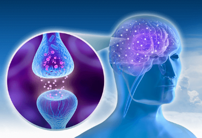 more synaptic transmission