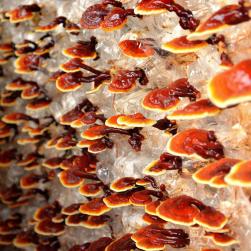 Reishi Mushroom Extract 100mg Ingredients